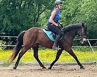 endurance-mustang-pony
