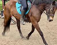 eventing-mustang-pony