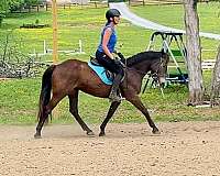 hunter-mustang-pony