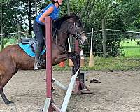jumper-mustang-pony