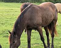 jumping-mustang-pony