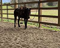 hunter-jumper-mustang-pony