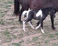 adult-miniature-horse