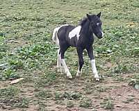 miniature-stallion-prospect-horse