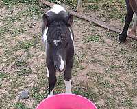 black-mare-colt