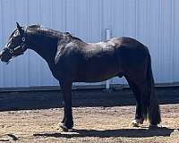 welsh-cob-gelding
