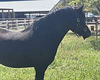 welsh-cob-horse-for-sale