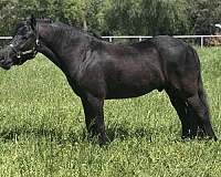 welsh-cob-horse