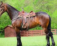 all-around-friesian-horse