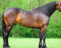 athletic-friesian-horse