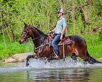 draft-friesian-horse