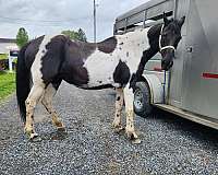 sitter-paint-horse