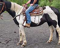 mild-mannered-mare