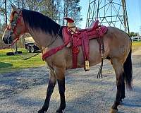 dressage-andalusian-horse
