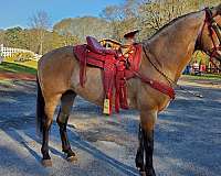 stallion-andalusian-horse