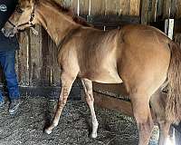 red-dun-athletic-working-horse
