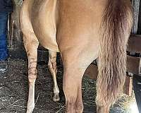 sorrel-athletic-working-horse