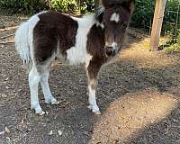 companion-pet-miniature-horse