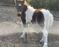 companion-pet-horse