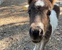 breeder-colt