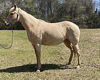 roan-horse