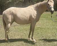 palomino-roan-horse