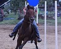 arabian-gelding