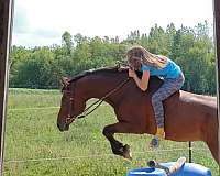 arabian-horse-for-sale