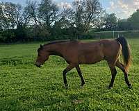 arabian-horse