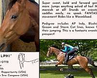 thoroughbred-mare