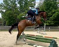 thoroughbred-horse-for-sale