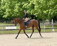 thoroughbred-horse