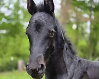 friesians-north-carolina-horse