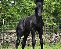 north-carolina-friesian-horse