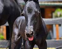 kfps-registered-friesian-horse