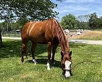low-maintenance-quarter-pony