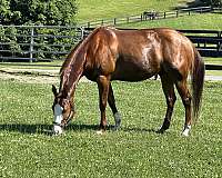 cowboy-dressage-quarter-pony