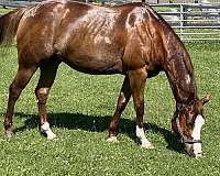 forgiving-quarter-pony