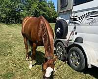 balanced-quarter-pony
