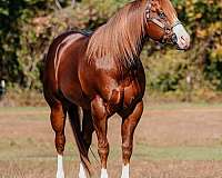 sorrel-3-white-stockings-a-blaze-horse