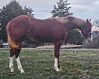 3-white-stockings-a-blaze-horse