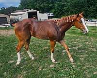 gftg-paint-horse