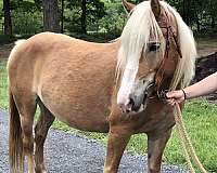 chestnut-blaze-horse