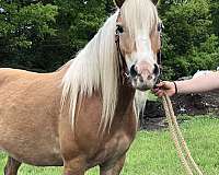 mare-haflinger-horse