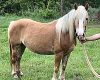 haflinger-horse