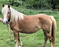 draft-haflinger-horse