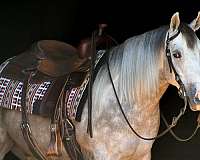 athletic-quarter-horse