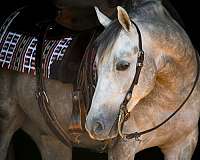 flashy-quarter-horse