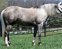 husband-safe-quarter-horse