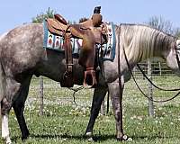 performance-quarter-horse
